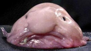 blobfish_0
